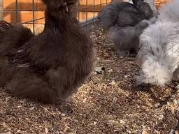 Пухові кури, шовкові кури, різні кольори , пухнаті курочки