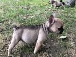 Puppies of french bulldog (Щенки французского бульдога) - фото 3