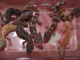 Пятнистый леопардовый геккон. Эублефары морфные