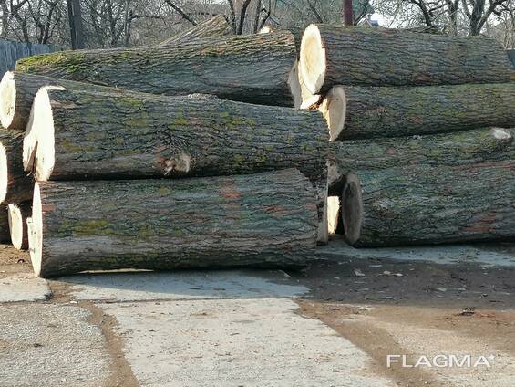 Тополь кругляк пиловник