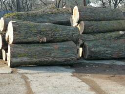 Тополь кругляк пиловник