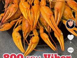 Раки для ресторанов — крупные, активные, идеальны для меню морепродуктов.