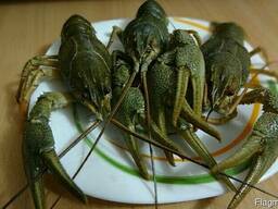 Раки живиеи