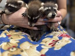 Ракун - єнот полоскун - ручні цуцики