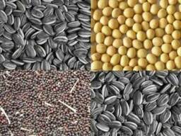 Рапс, рапсовый жмых.