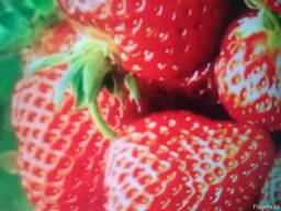 Розсада полуниці Флоренс