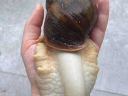 Равлик Ахатина, ахатіна улітка, лікувальні равлики