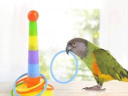 Развивающая, интерактивная игрушка для мелких и средних попугаев и птиц