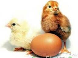 Реализуем суточных яичных цыплят Ломан-Уайт, Ломан-браун.