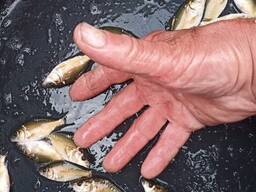 Реалізуємо зарибок коропа