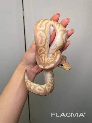 Региус ручной не кусаеться, королевский питон, домашняя