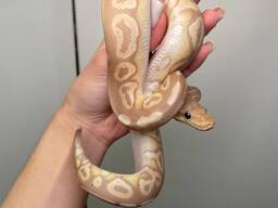 Региус ручной не кусаеться, королевский питон, домашняя