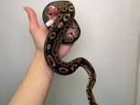 Региус ручной не кусаеться, королевский питон, домашняя - фото 2