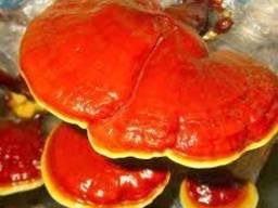 Гриб Рейши лечебный , Lingzhi , Ganoderma lucidum