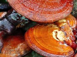 Рейші гриб Здоров'я та довголіття 60 капсул