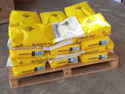 Ріпак Шерпа від NPZ (LEMBKE)