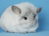 Різнокольорові шиншили - фото 3