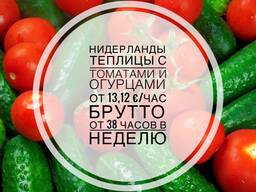 Робота в Нідерландах