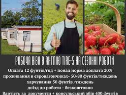 Робота з візою в Англію на с/г роботи TIRE-5