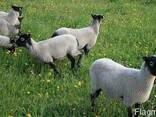 Романовских овец - фото 2