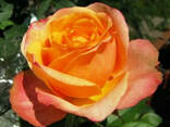 Роза плетистая Полнолуние - фото 1