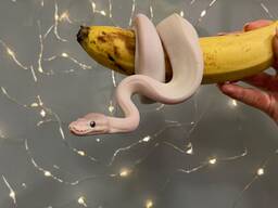 Розкішний пітон регіус