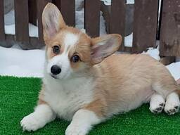 Розплідник пропонує цуценя, дівчинку вельш коргі пемброк.