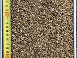 Розторопша / расторопша / Milk thistle seeds - фото 1