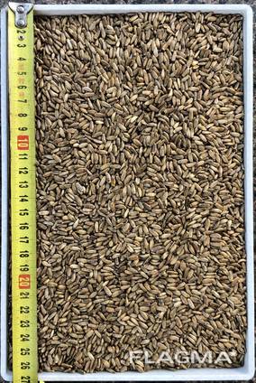 Розторопша / расторопша / Milk thistle seeds