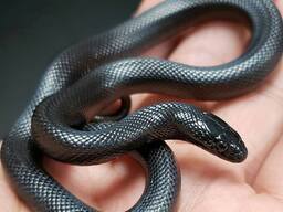 Черная змея нигрита, королевкая мексиканская змея нигрита