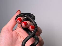 Ручная змея нигрита, королевская мексиканская змея