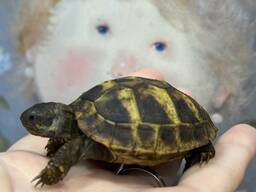 Ручні черепашки, травоїдна черепаха, маленька черепаха балканська