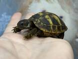 Ручні черепашки, травоїдна черепаха, маленька черепаха балканська - фото 1