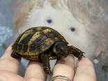 Ручні черепашки, травоїдна черепаха, маленька черепаха балканська - фото 3