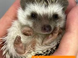 Ручні домашні карликові африканські їжачки, їжак, ежик