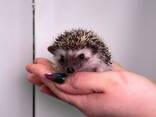 Ручні домашні карликові африканські їжачки, їжак, ежик - фото 3