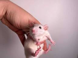 Ручні дуже милі щурики пацючки декоративні