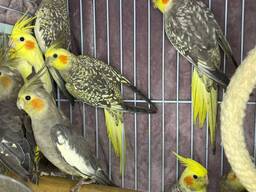 Ручні корелли, малюки викормиші з днк тестами, різні окраси