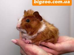 Ручні морські свинки, мурчак, розеточні, скінні, нормал, та інші