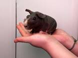 Ручні морські свинки, мурчак, розеточні, скінні, нормал, та інші - фото 1