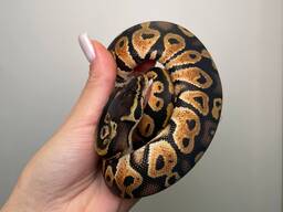 Ручні найспокійніші змії у світі, королівський пітон, регіус