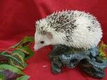 Ручной декоративный ёжик. Африканский ёж. - фото 1