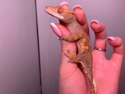 Ручной гекон для дома, бананоед, маленький гекон, ящерица