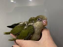 Ручний папуга оливкового кольору калита чернець квакер