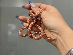 Ручной полоз маисовый морфа amel motley 25-35 cм