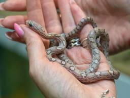 Ручной роскошный домашний полоз окрас платинум, змея полоз маисовый