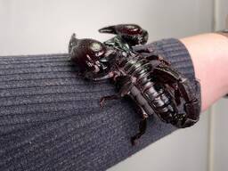 Ручной скорпион petersi, домашний черный скорпион большой