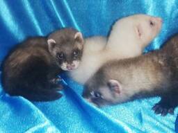 Ручные малыши хорьки. Разного окраса и пола. Пастэль, соболь.