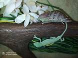 Ручные еменские хамелеоны. Малыши. Самцы и самки. - фото 1