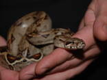 Ручные императорские удавы Boa constrictor imperator - фото 2